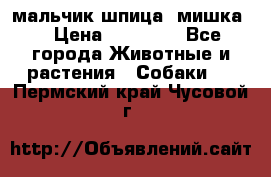 мальчик шпица (мишка) › Цена ­ 55 000 - Все города Животные и растения » Собаки   . Пермский край,Чусовой г.